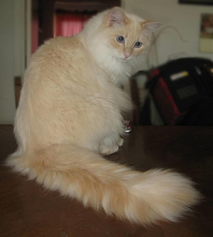 Ragdoll Kaizer - Se min flotte hale :D billede 8