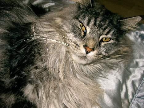 Maine Coon Zeus billede 10