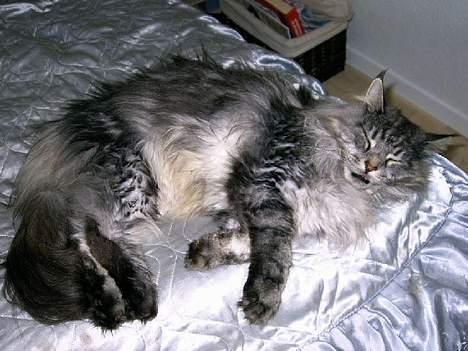 Maine Coon Zeus billede 11