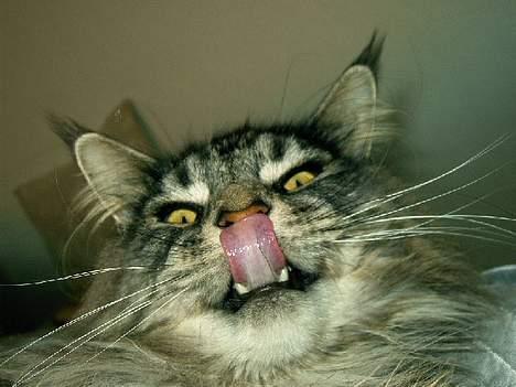 Maine Coon Zeus billede 12