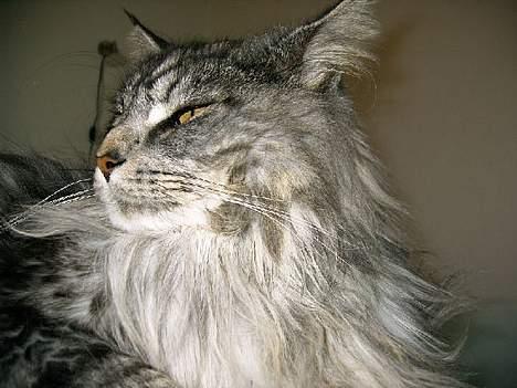 Maine Coon Zeus billede 13