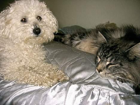 Maine Coon Zeus billede 14