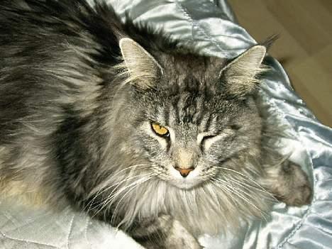 Maine Coon Zeus - Blink blink:-) billede 15