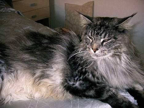 Maine Coon Zeus billede 16