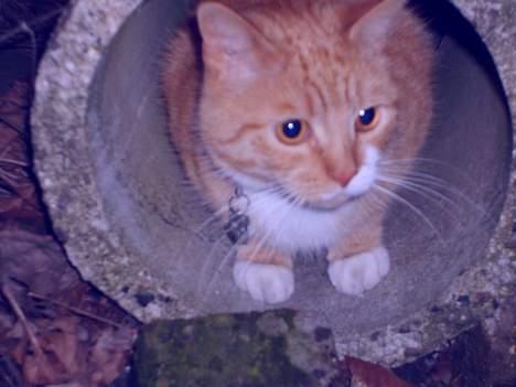 Huskat Rafikki billede 9