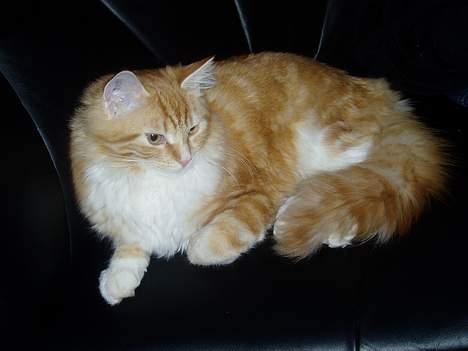 Norsk Skovkat maximus billede 1