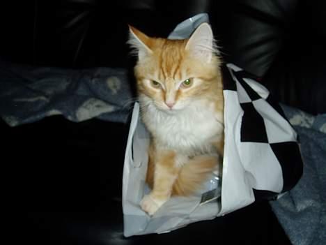 Norsk Skovkat maximus - sikke dog en dejlig pose billede 2