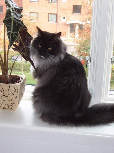 Norsk Skovkat Mufassa Valdemar Holm  billede 1