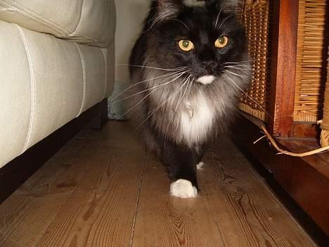 Norsk Skovkat Mufassa Valdemar Holm  - UUHH--- nu kommer jeg  billede 2