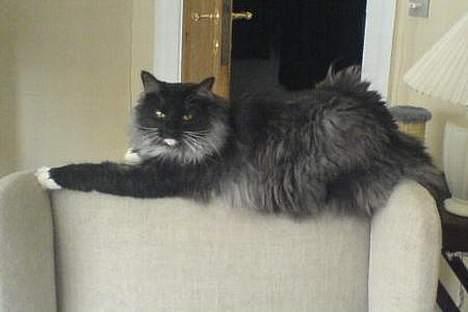 Norsk Skovkat Mufassa Valdemar Holm  - jeg bestemmer over stolen.  billede 3