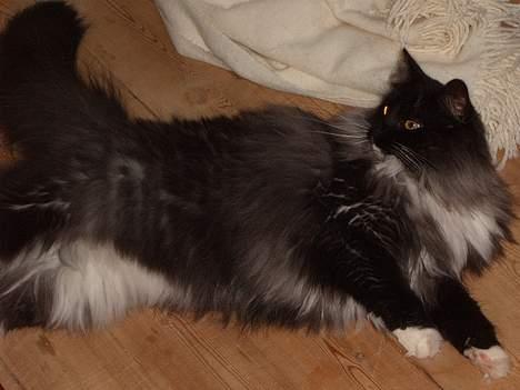 Norsk Skovkat Mufassa Valdemar Holm  - arrhh... ligger bare og stener på gulvet billede 4