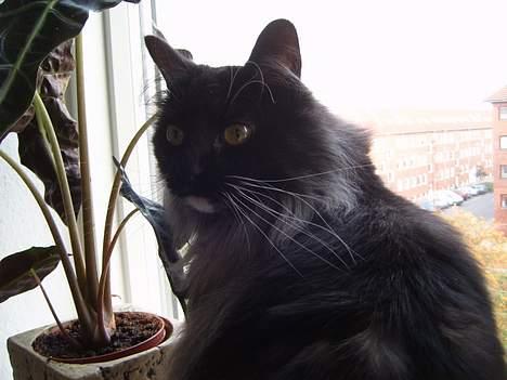 Norsk Skovkat Mufassa Valdemar Holm  - planter - igen billede 5