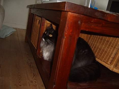 Norsk Skovkat Mufassa Valdemar Holm  - se jeg kan puffe mors dimer ud af bordet billede 6