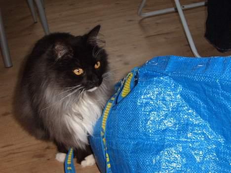 Norsk Skovkat Mufassa Valdemar Holm  - ja jeg elsker også IKEA billede 7