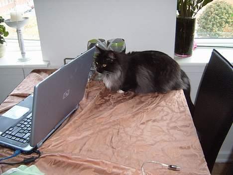 Norsk Skovkat Mufassa Valdemar Holm  - elsker at ligge og kigge på mor, når hun sidder ved puteren.  billede 8