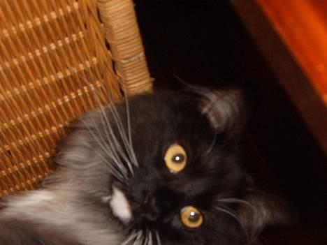 Norsk Skovkat Mufassa Valdemar Holm  - se mig billede 9