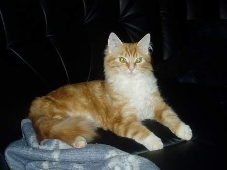 Norsk Skovkat maximus - ligner jeg ikke bare en stor og mægtig løve billede 3