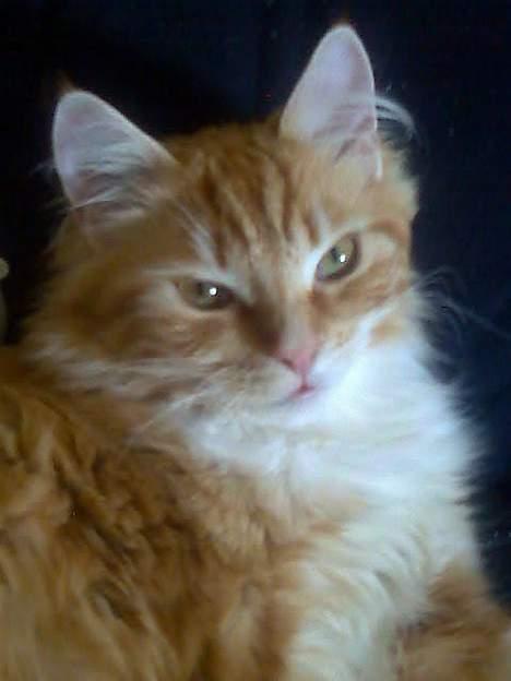 Norsk Skovkat maximus billede 4