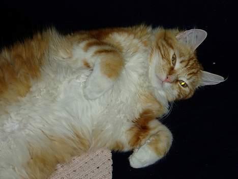 Norsk Skovkat maximus - ligger lige her og strækker lidt billede 5