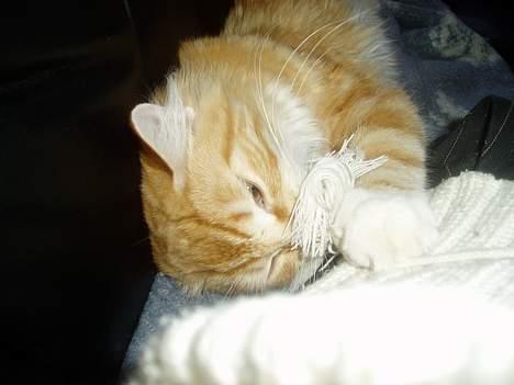 Norsk Skovkat maximus - sikke dog en sjov snor billede 6