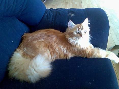 Norsk Skovkat maximus - ligger lige her i solen og varmer mig billede 7