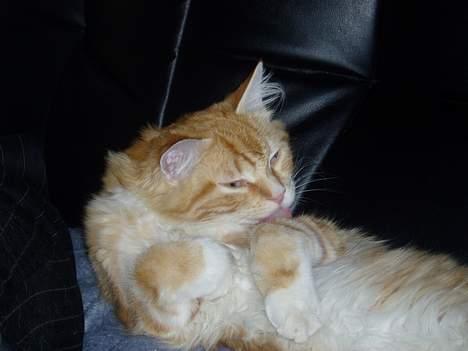 Norsk Skovkat maximus - jeg elsker bare at vaske mig billede 8