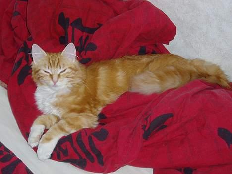 Norsk Skovkat maximus - prøver altså lige at sove, men kan vel godt posere lidt billede 9