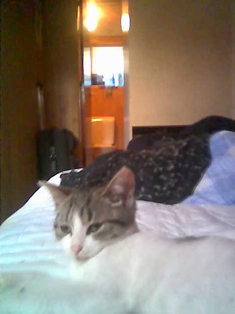 Huskat Mis pigen billede 9