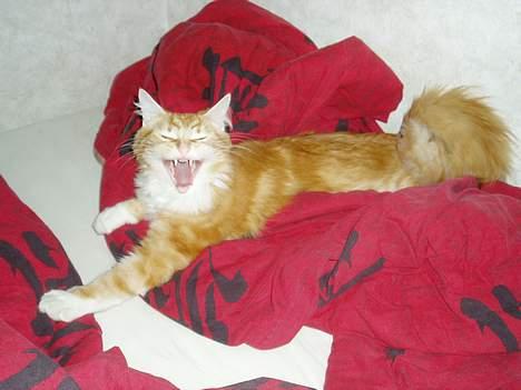 Norsk Skovkat maximus - ser jeg ikke bare farlig ud billede 10