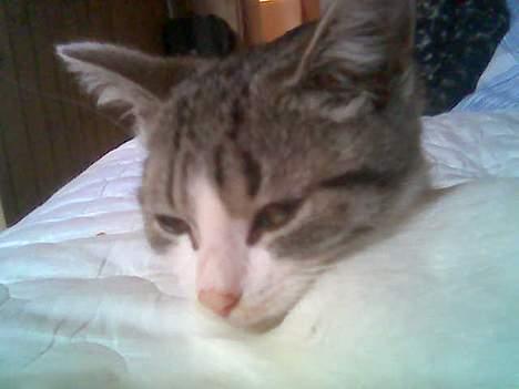 Huskat Mis pigen billede 10