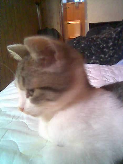 Huskat Mis pigen billede 11