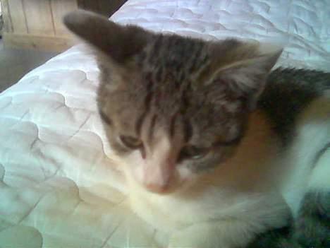 Huskat Mis pigen billede 12