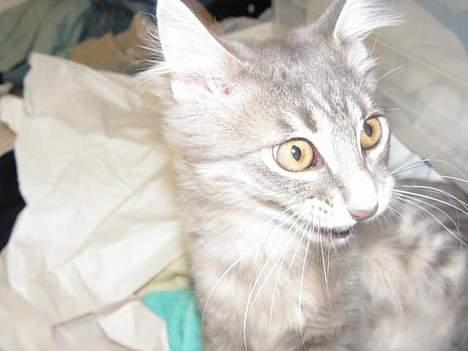 Norsk Skovkat Balou - HAHA spørg ikke, men billedet er så grimt at det er hylemorsomt! Mener han havde lidt hår i munden, men den grimasse har jeg aldrig set før :0) billede 10