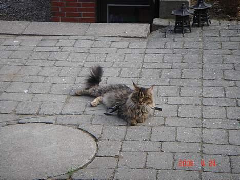 Maine Coon havana - hjemme er godt, MEN UDE ER BEDST.. eeeeeeeeeeelsker at være ude..  billede 7