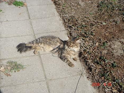 Maine Coon havana - hmm kunne den dumme snor ikke tage at forsvinde så jeg kunne stikke af lidt billede 8