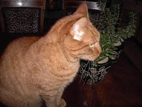 Huskat Buller R.I.P. 10.04.08 - profilbillede billede 6