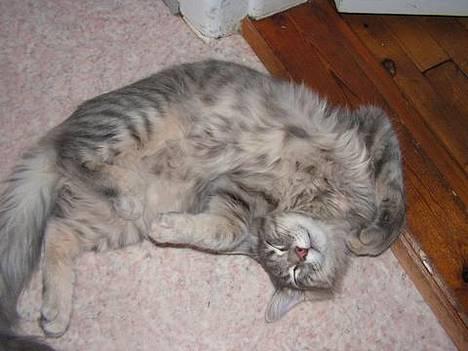 Norsk Skovkat Balou billede 11