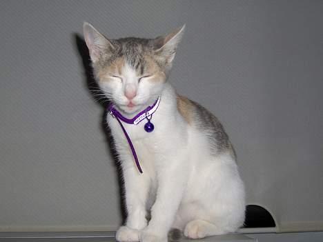 Huskat Mille billede 1