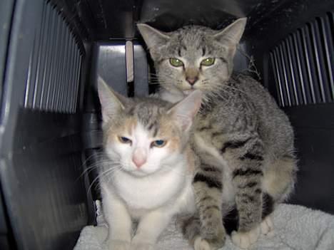 Huskat Mille billede 2