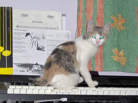 Huskat Mille billede 3