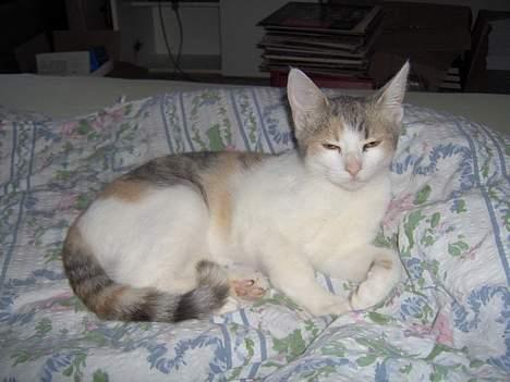 Huskat Mille billede 4