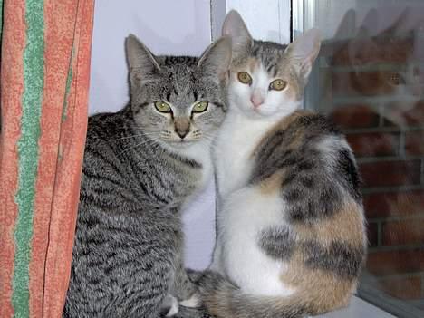 Huskat Mille billede 5