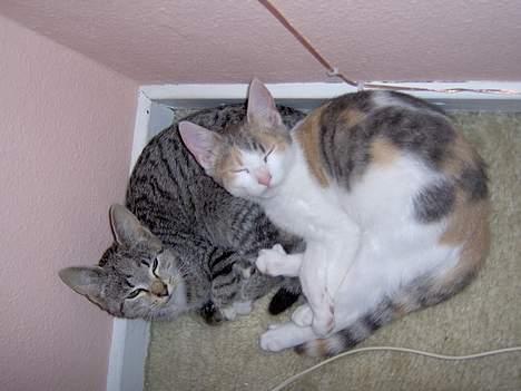 Huskat Mille billede 6