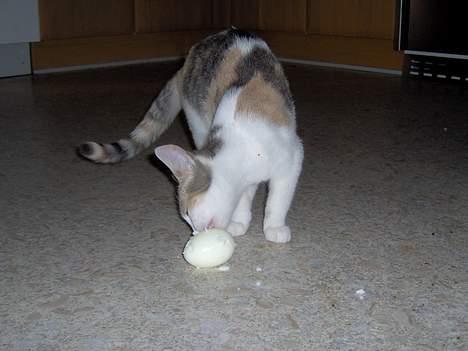 Huskat Mille billede 7