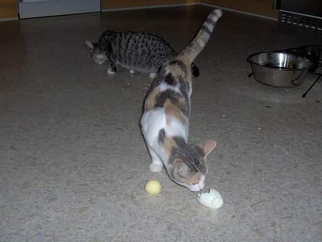 Huskat Mille billede 8