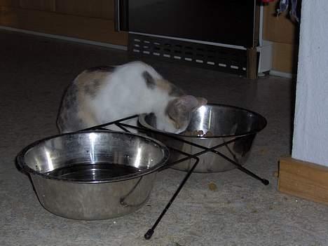 Huskat Mille billede 9