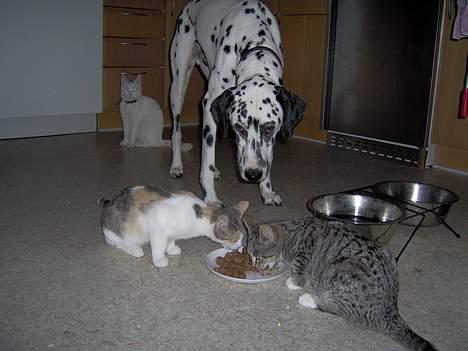 Huskat Mille billede 10