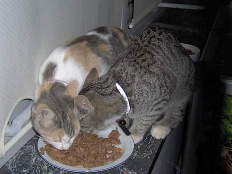 Huskat Mille billede 11