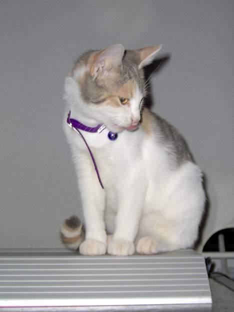 Huskat Mille billede 12