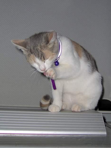 Huskat Mille billede 13